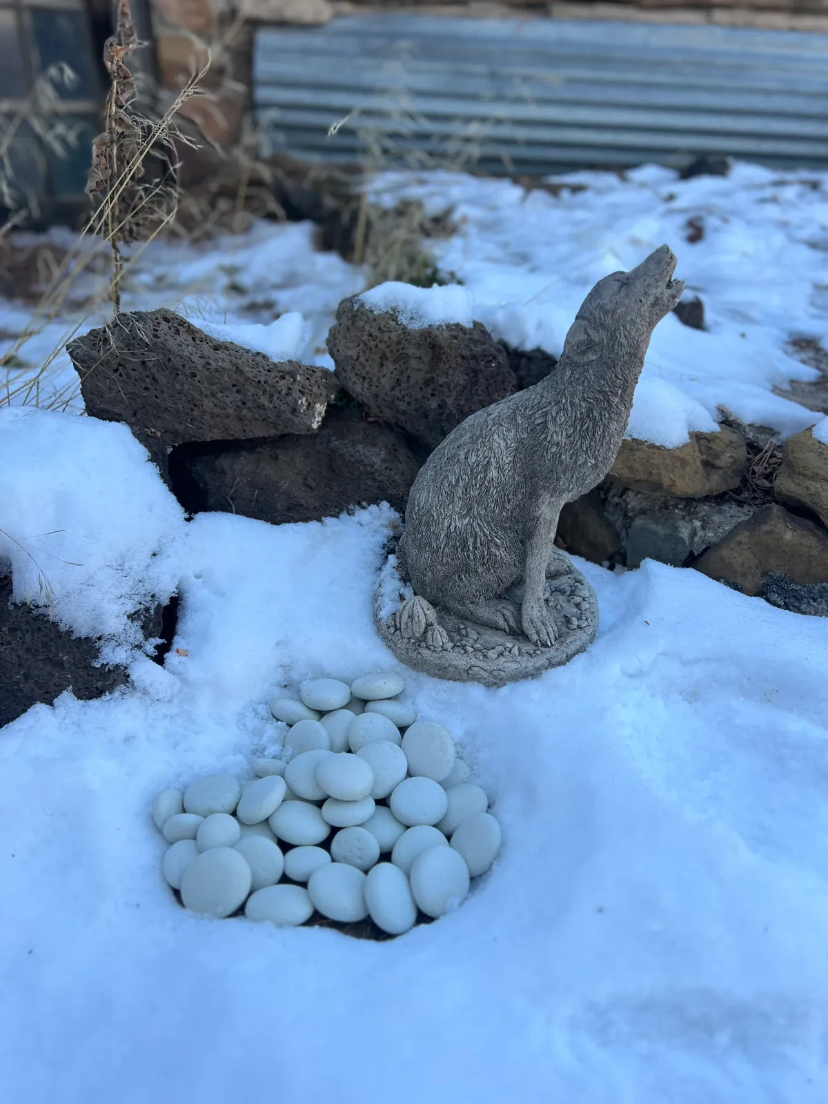 Wild About Wolves: Parting Stone and Wild Spirit Wolf Sanctuary